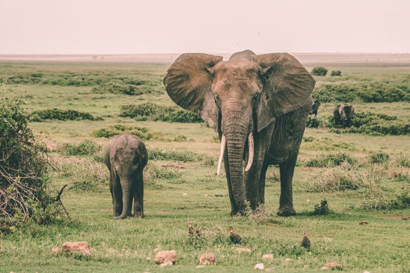 8 DAYS MARA, NAKURU, AMBOSELI & DIANI BEACH